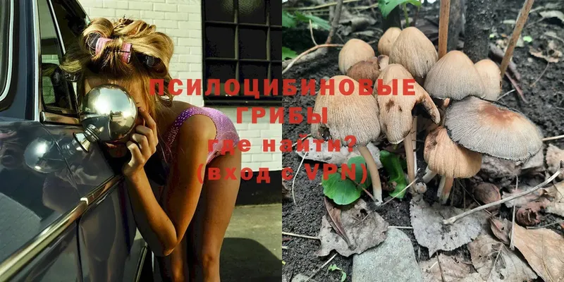 Псилоцибиновые грибы Psilocybe  Бокситогорск 